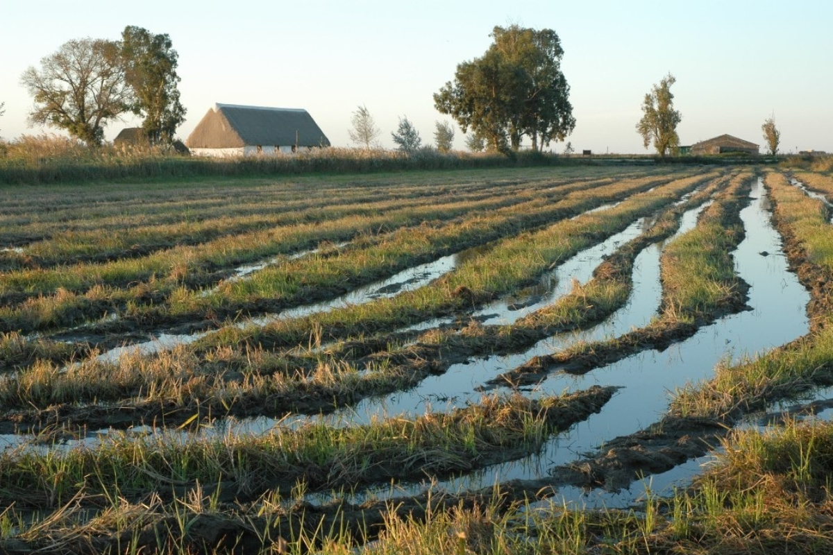 El arroz español se hunde por la avalancha de importaciones de terceros países: «Las dificultades son enormes»