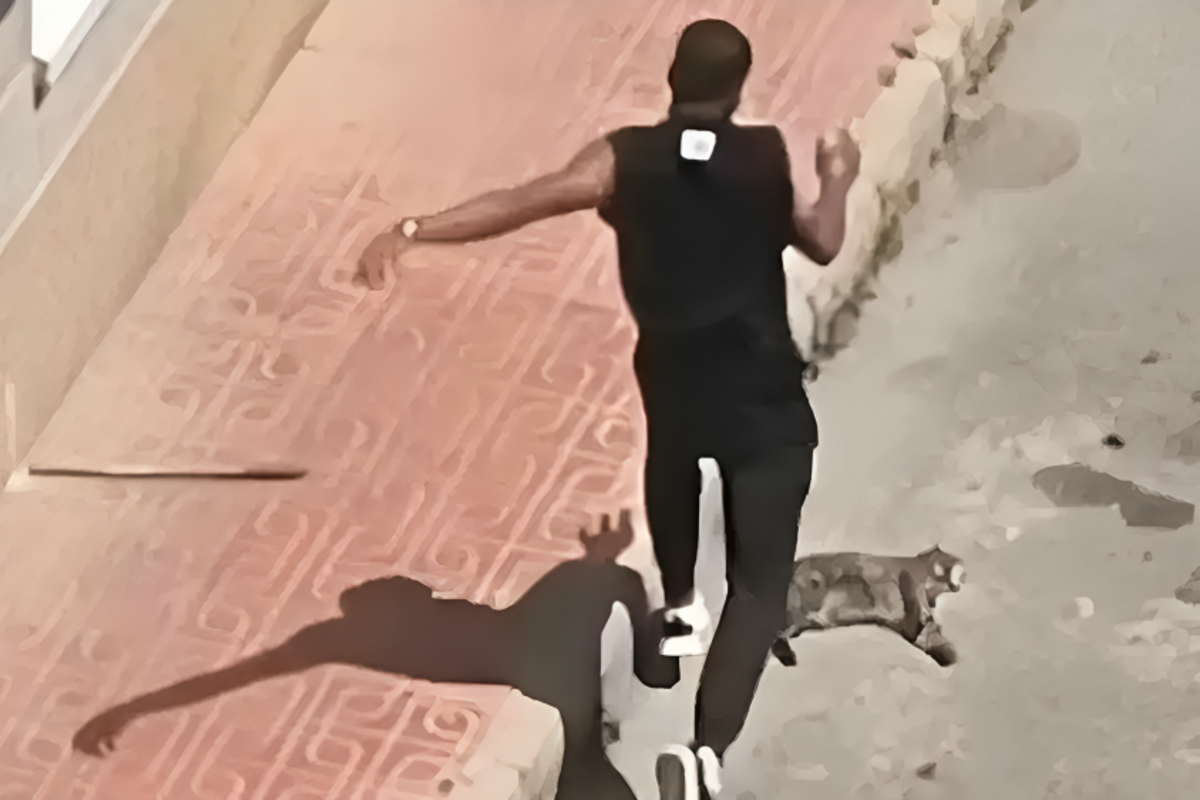 Detenido un inmigrante ilegal colombiano por asesinar a la gata de su expareja a patadas y palazos en Alicante