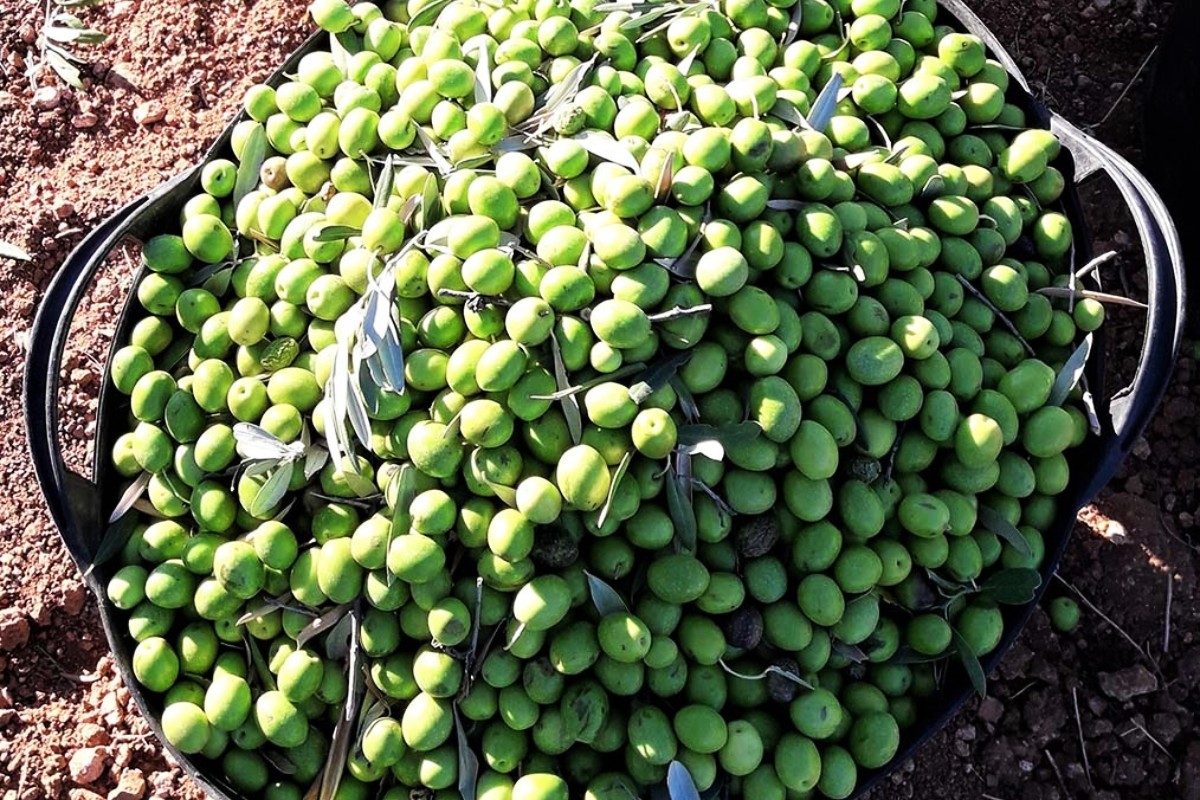 Lanzan una alerta europea por aceitunas verdes deshuesadas procedentes de Marruecos con altos niveles de plomo: «Está en peligro la seguridad alimentaria»