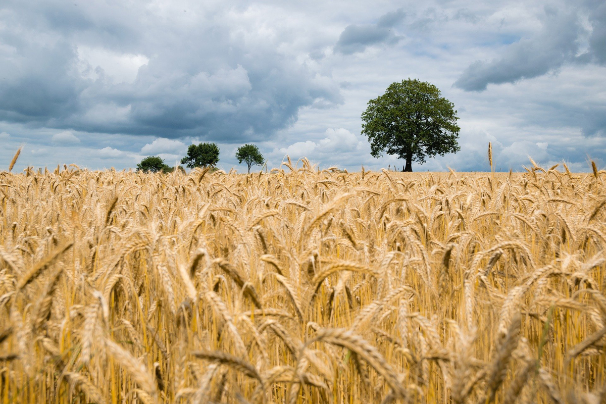 El cereal español estalla ante la presión de Bruselas y la competencia desleal: miles de agricultores ya trabajan a pérdidas