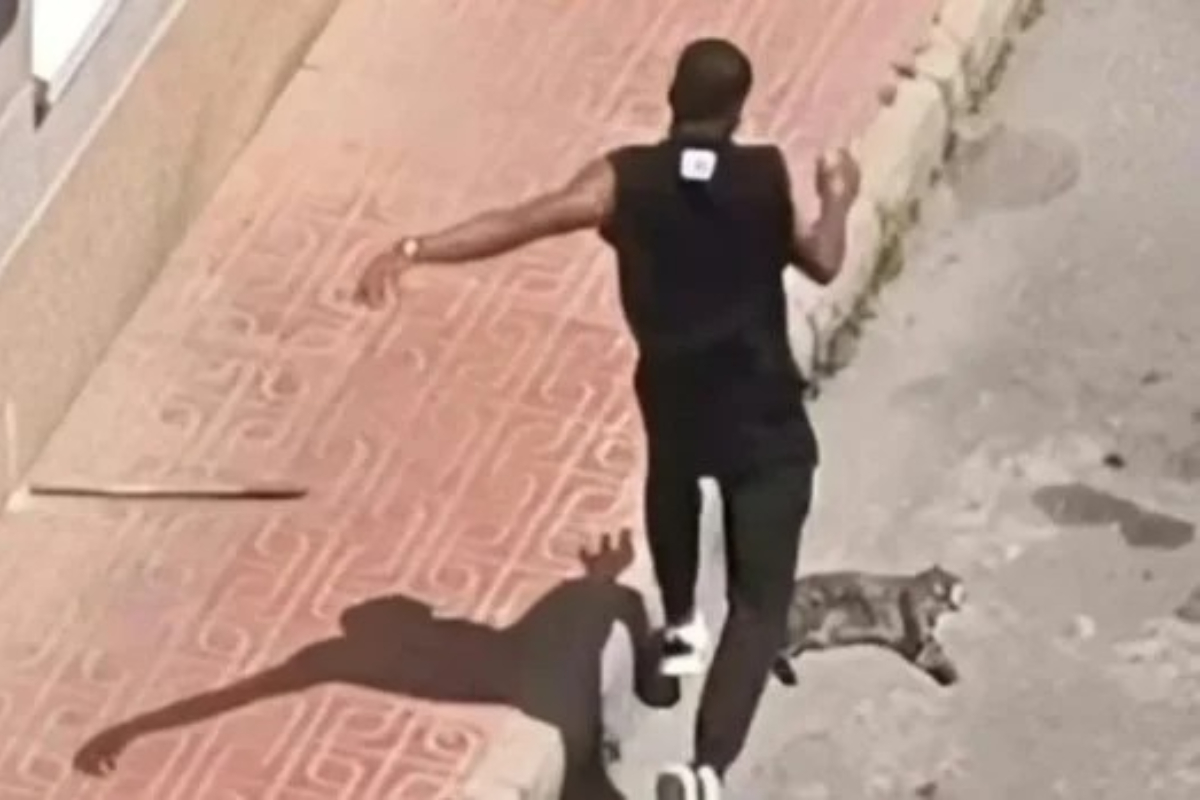 Detenido en Torrevieja (Alicante) el inmigrante colombiano condenado a ser expulsado de España por matar al gato de su expareja
