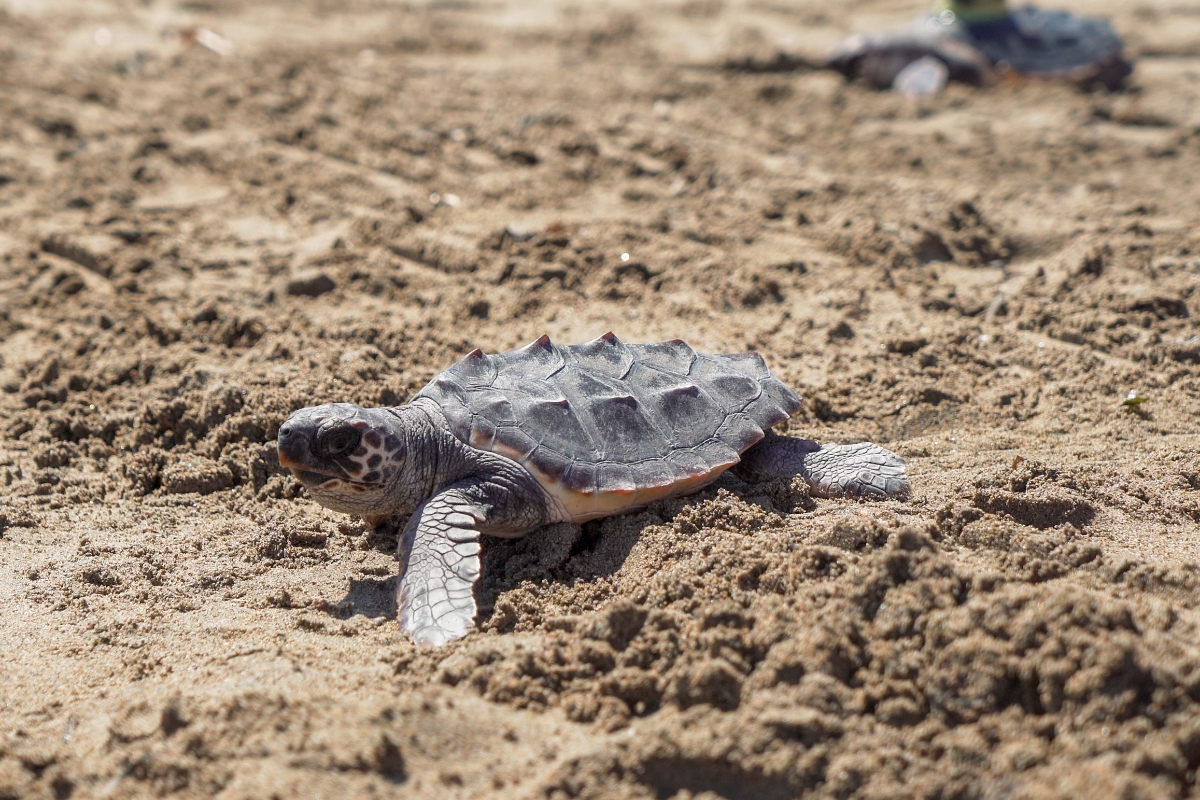 China acusa a potencias extranjeras de usar tortugas y peces para espiar sus aguas