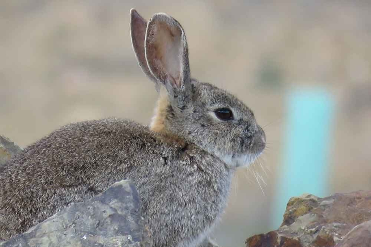 Los animalistas piden a los agricultores «coexistir» con los conejos que arrasan miles de hectáreas de cultivos en Castilla-La Mancha