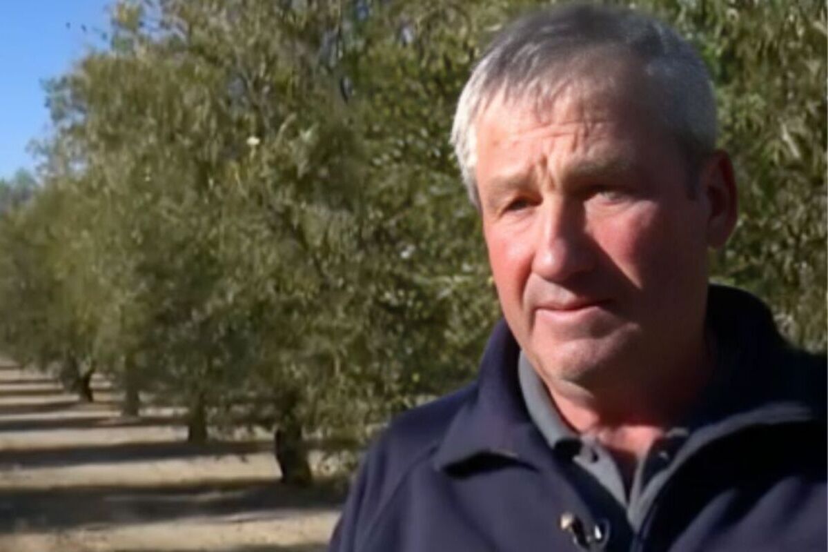 Un agricultor se niega a ceder sus olivos para un megaproyecto fotovoltaico y se entera por el BOE de que le expropian