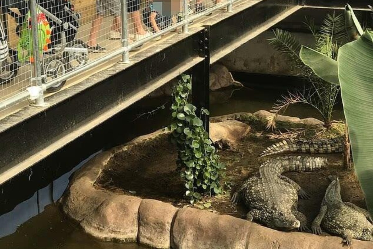 Un hombre arroja a los cocodrilos a un niño de tres años en un zoológico de Inglaterra