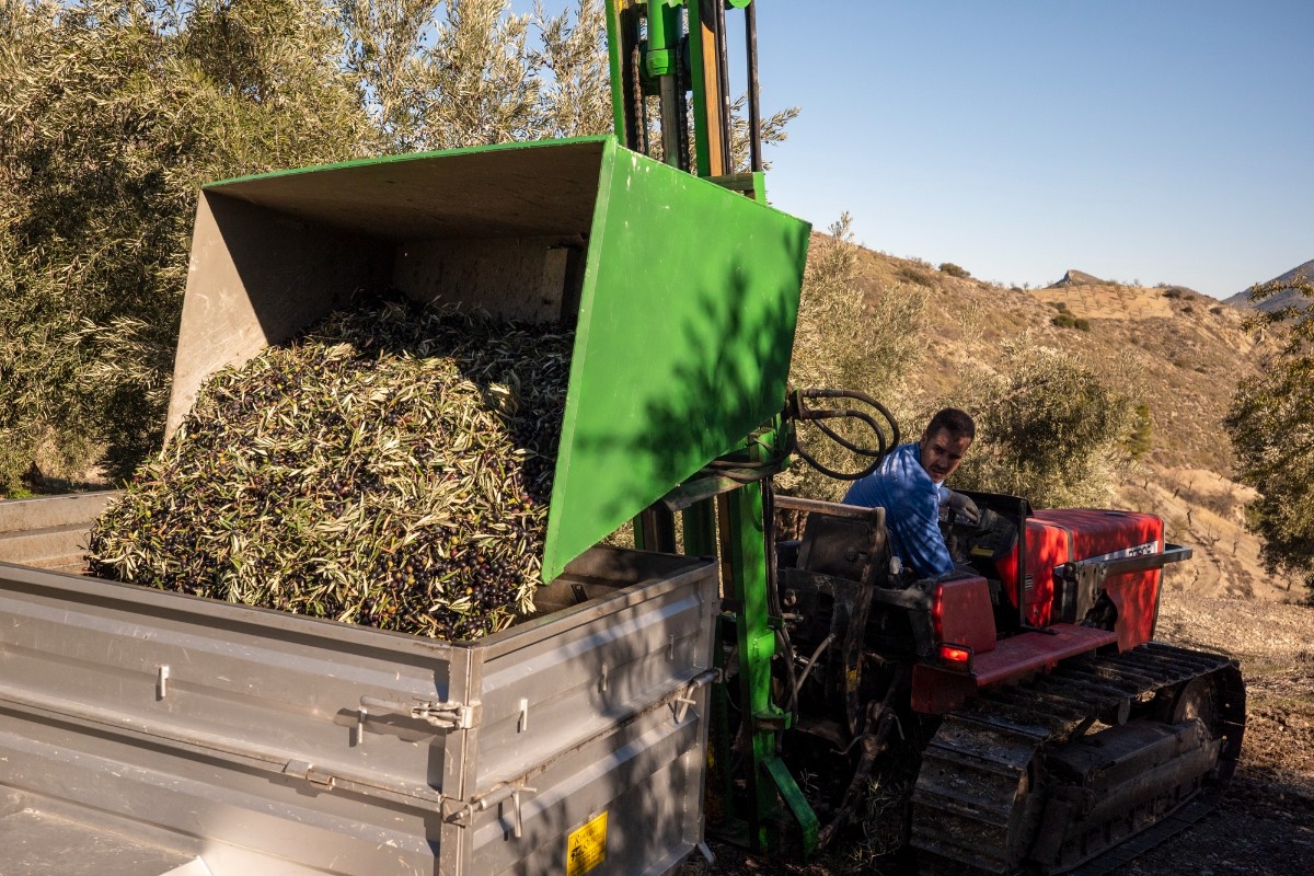 Las importaciones de aceite de oliva marroquí a la UE se disparan un 712% en 2026, llegando a España casi 12.000 toneladas en esta campaña