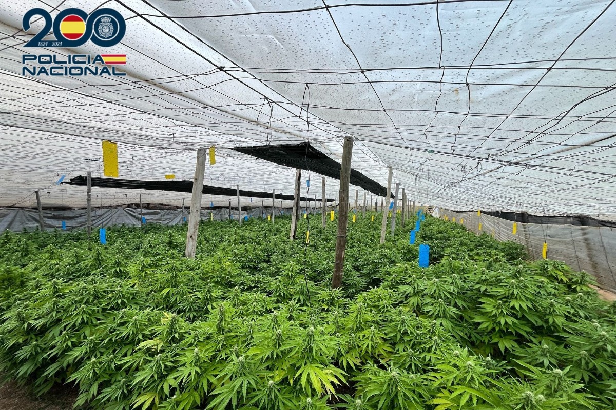 Desmantelan en El Ejido (Almería) un invernadero con 5.000 plantas de marihuana y 2.300 kilos de peso