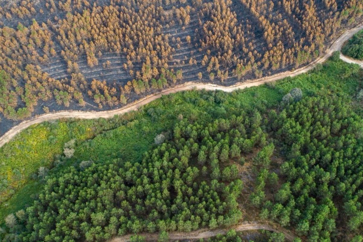 La inversión pública en prevención de incendios forestales se ha reducido un 50% en la última década: municipios llevan 12 años sin hacer un cortafuegos