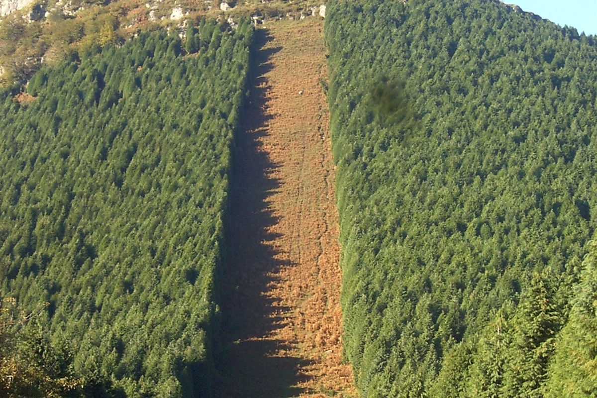 Un empresario forestal desvela que llevan 11 años sin limpiar los cortafuegos en Madrid: «Los culpables son los ecologistas, no el cambio climático»