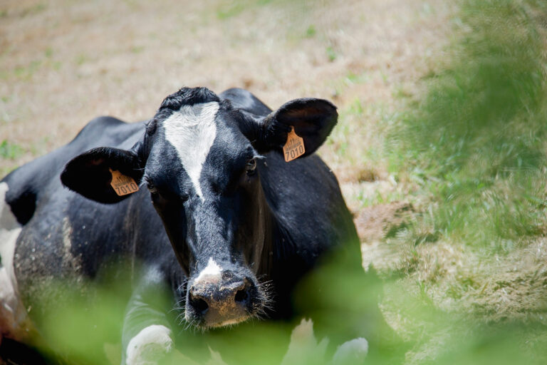 Un hombre viola a una vaca preñada en Galicia y lo condenan a 270 euros: «Le pregunté si la estaba violando y contestó que sí»