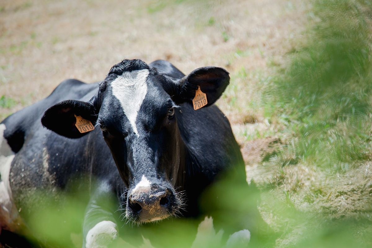 Un hombre viola a una vaca preñada en Galicia y lo condenan a 270 euros: «Le pregunté si la estaba violando y contestó que sí»