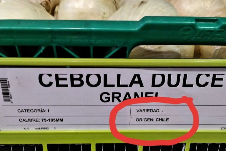La entrada masiva de cebolla extranjera arruina al campo español y obliga a los agricultores a destruir sus cosechas