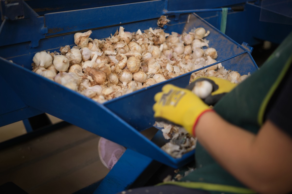 Los productores de ajo alertan de su desaparición por la entrada masiva de producto chino y egipcio