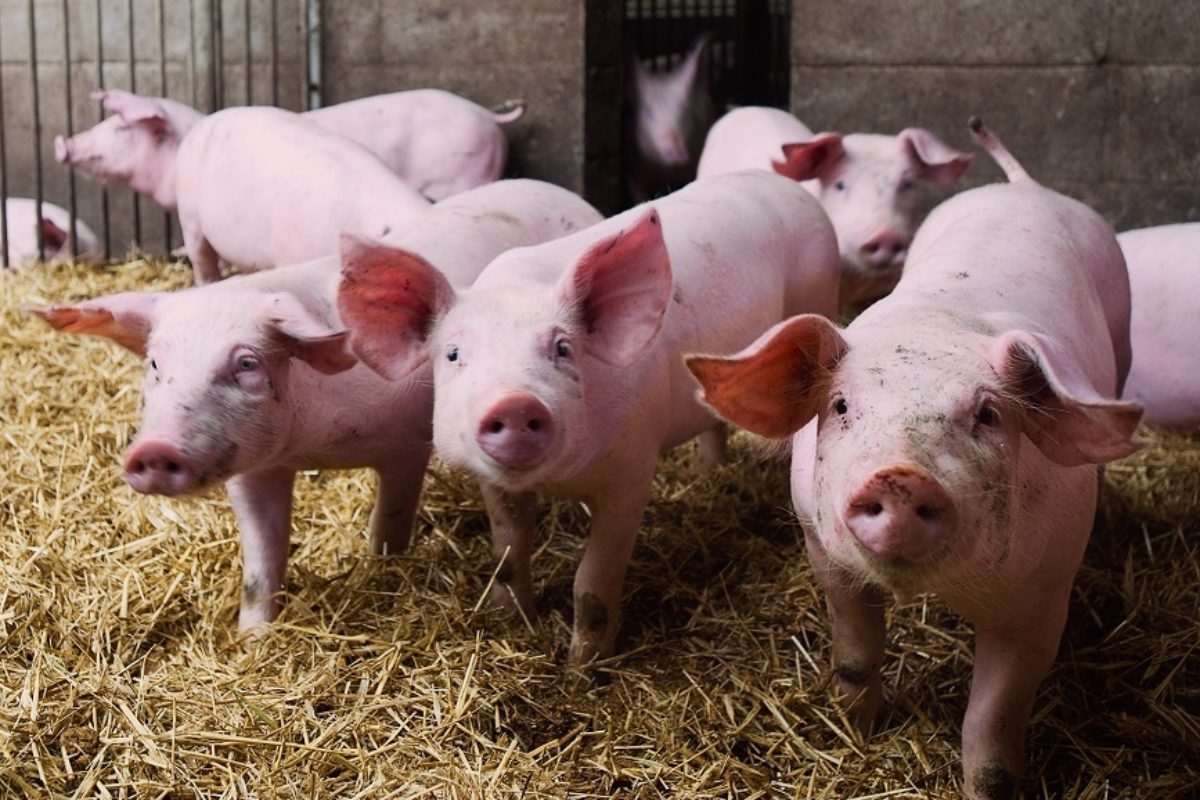 Bruselas prepara nuevas exigencias para el porcino y pone en alerta al primer productor de Europa: el campo español