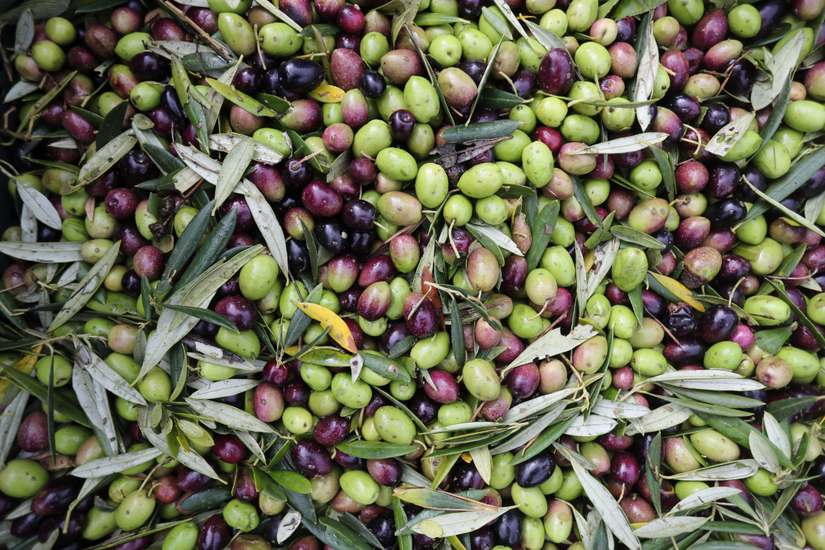La producción de aceite de oliva cae por debajo de lo previsto y se queda en 1,29 millones de toneladas: un 9% menos que la cosecha pasada