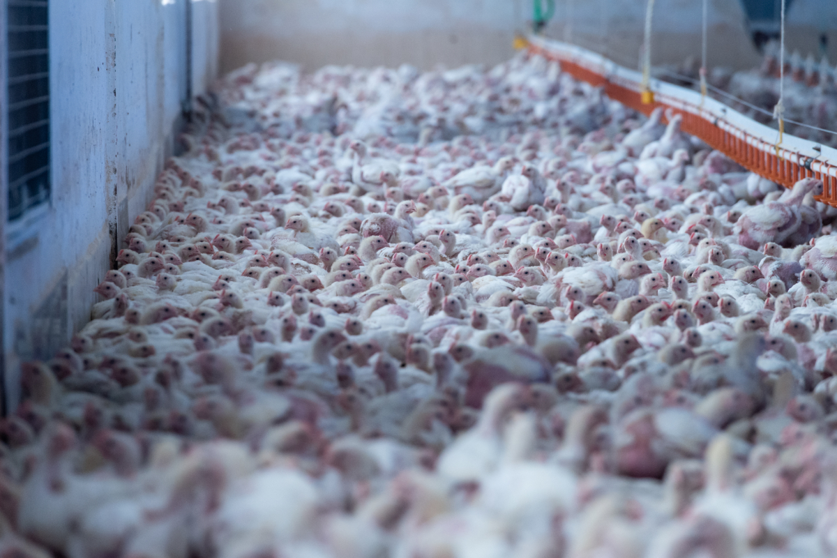 Bruselas cede al lobby animalista y prepara nuevas trabas para las granjas de pollos y huevos que encarecerán los precios