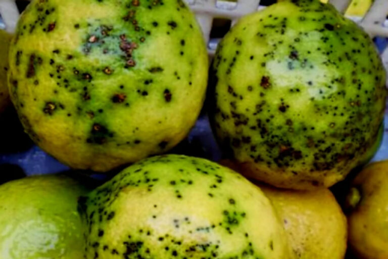 La plaga que amenaza a los cítricos españoles se dispara: aumentan un 600% las alertas en fruta procedente de Sudáfrica