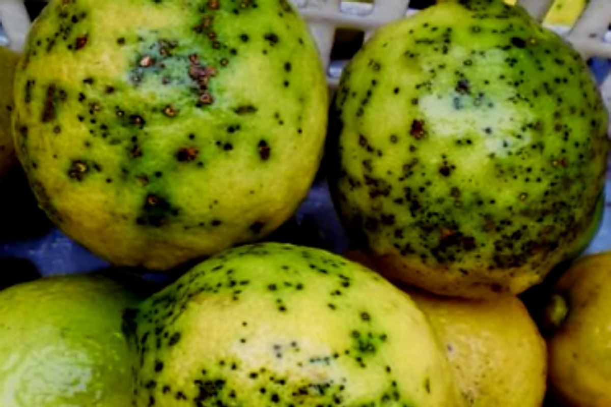 La plaga que amenaza a los cítricos españoles se dispara: aumentan un 600% las alertas en fruta procedente de Sudáfrica