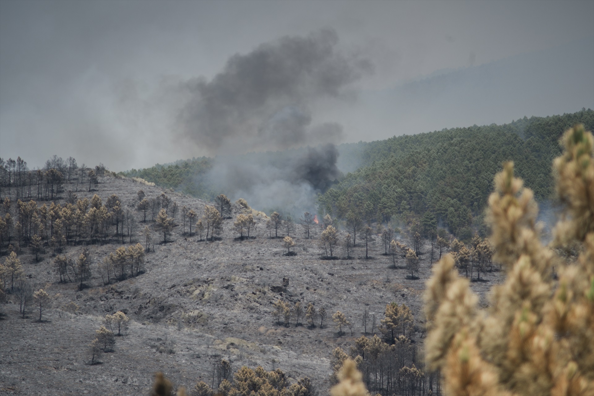 Agricultores y ganaderos desmienten el relato del «cambio climático» y los incendios: «Si el monte estuviera cuidado y desbrozado, esto no pasaría»