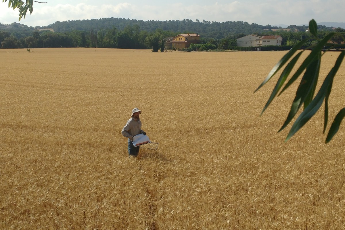 Agricultores alertan de la reducción del cultivo de cereal y el incremento de los costes: «Es incoherente depender de producto extranjero»