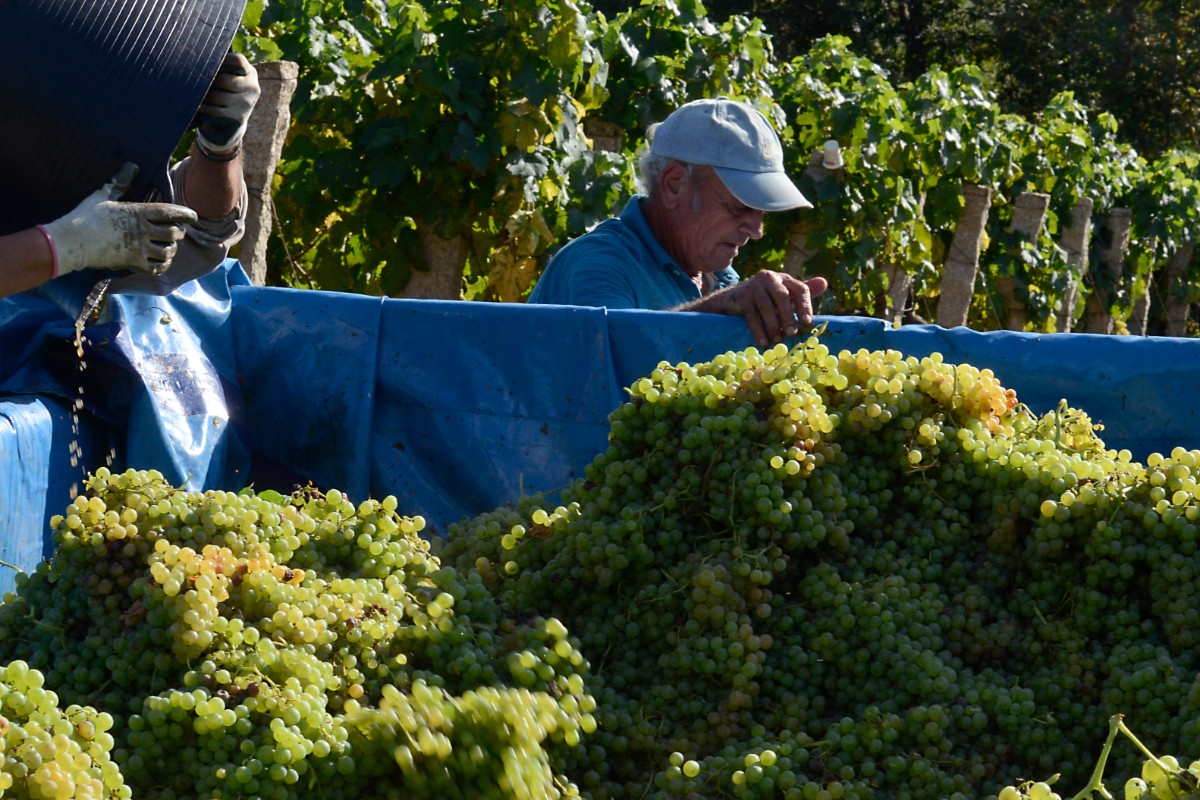 Alerta en el sector del vino español por la grave «parálisis comercial» debido a la competencia desleal de terceros países