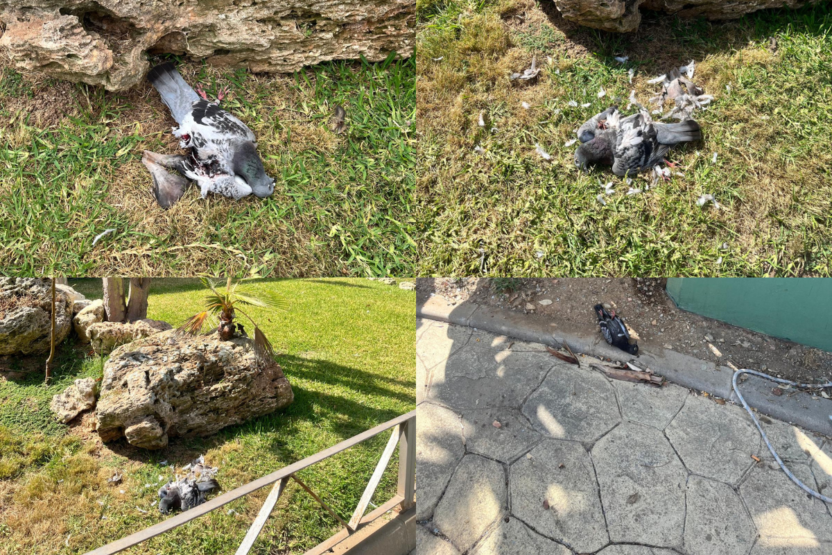 Aparecen gatos masacrados y palomas y gaviotas devoradas en Ceuta tras la invasión migratoria: «Están acabando con las colonias»