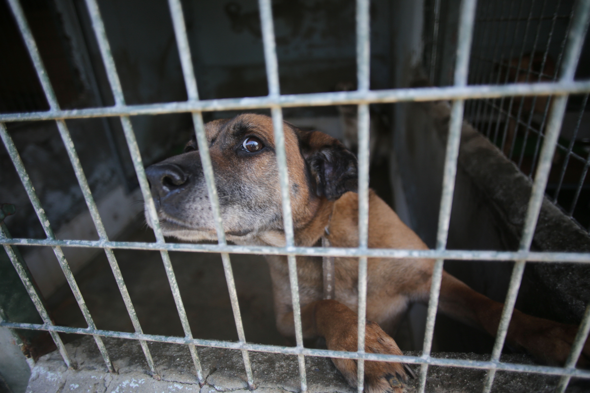 Las mafias de Europa del Este disparan el tráfico de perros en Cataluña: llegan enfermos y se venden por hasta 20 veces su precio