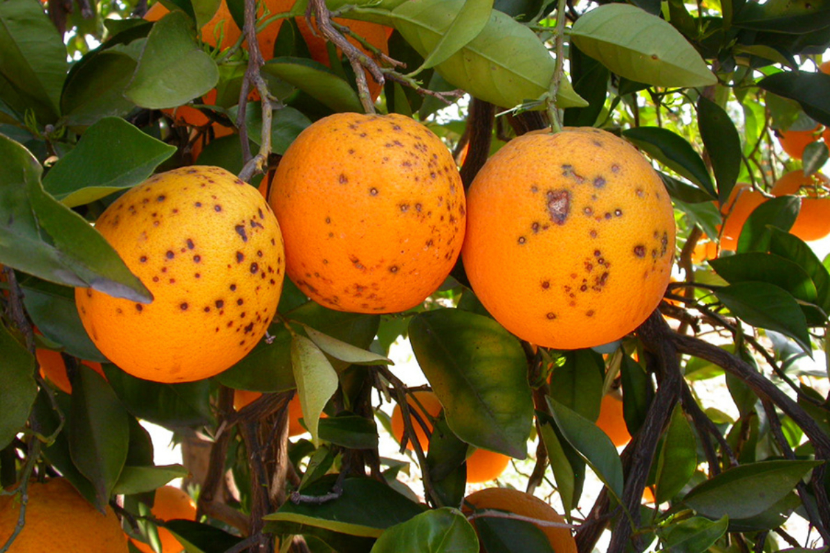 España dispara un 27% la importación de cítricos de Sudáfrica mientras se multiplican las alertas por plagas y las manchas negras en las frutas