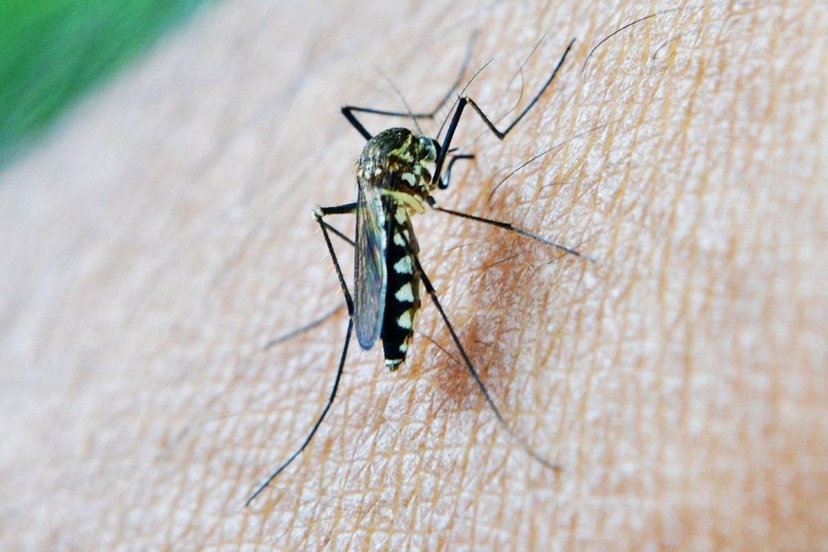 La fiebre del Nilo, un virus de origen africano, suma otros seis contagios en Extremadura