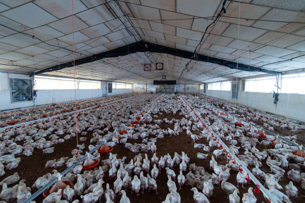 El virus que amenaza los huevos y el pollo obliga ya a sacrificar dos millones de aves en España