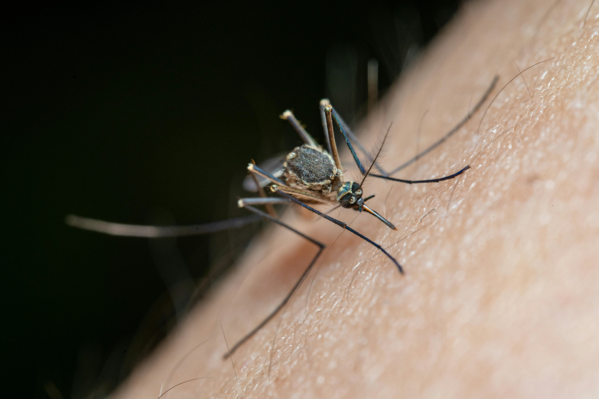 El virus del Nilo, originario de África, se extiende por Andalucía: ya suma 49 casos, 17 hospitalizados y 27 municipios en alerta