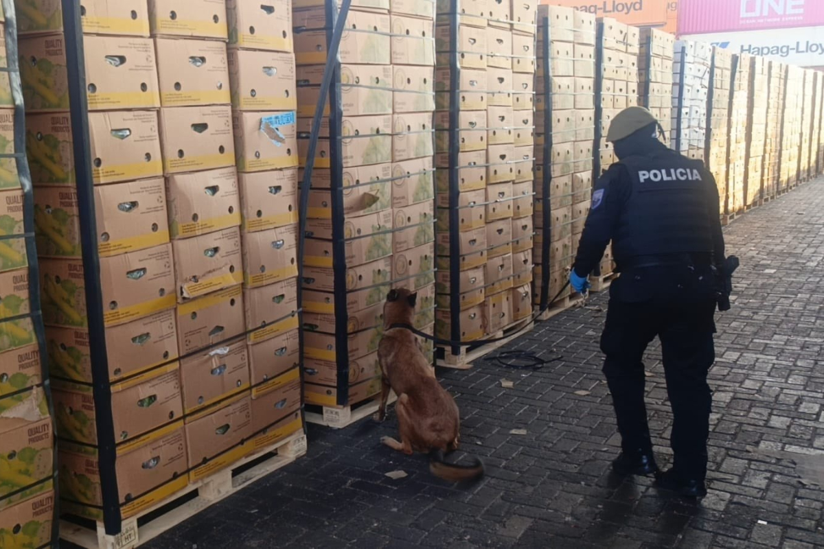 Un cargamento de frutas de Guayaquil (Ecuador) rumbo a España ocultaba 1,2 toneladas de cocaína impregnadas en las cajas