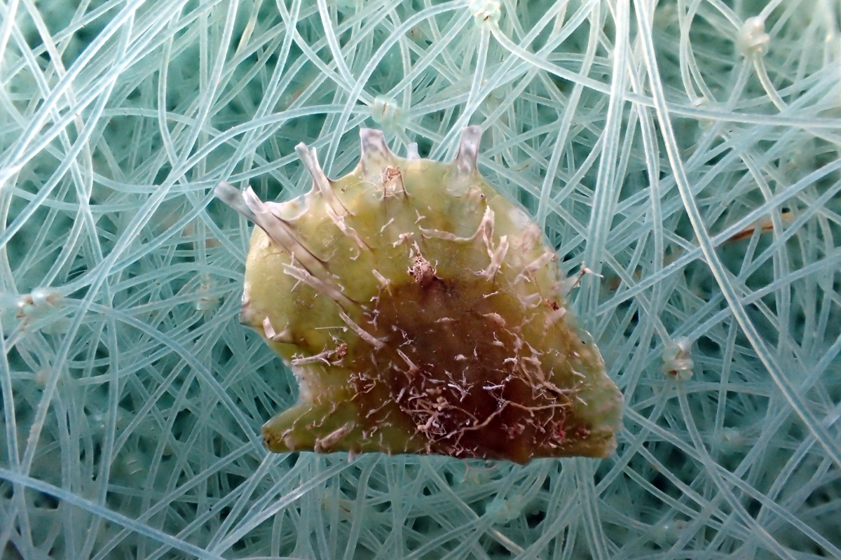 Una ostra tropical llegada desde el Mar Rojo invade ya la costa española y amenaza a las especies autóctonas del Mediterráneo