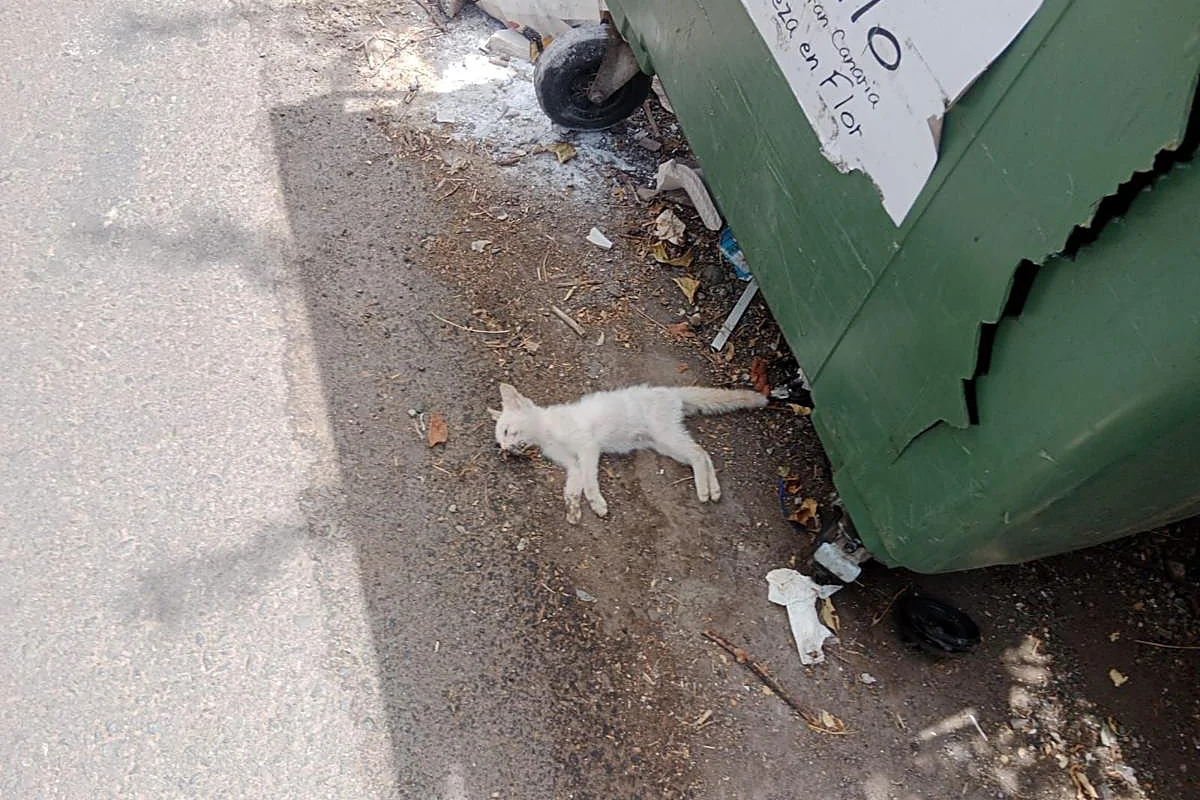 Aparecen gatos masacrados y palomas y gaviotas devoradas en Ceuta tras la invasión migratoria: «Están acabando con las colonias»