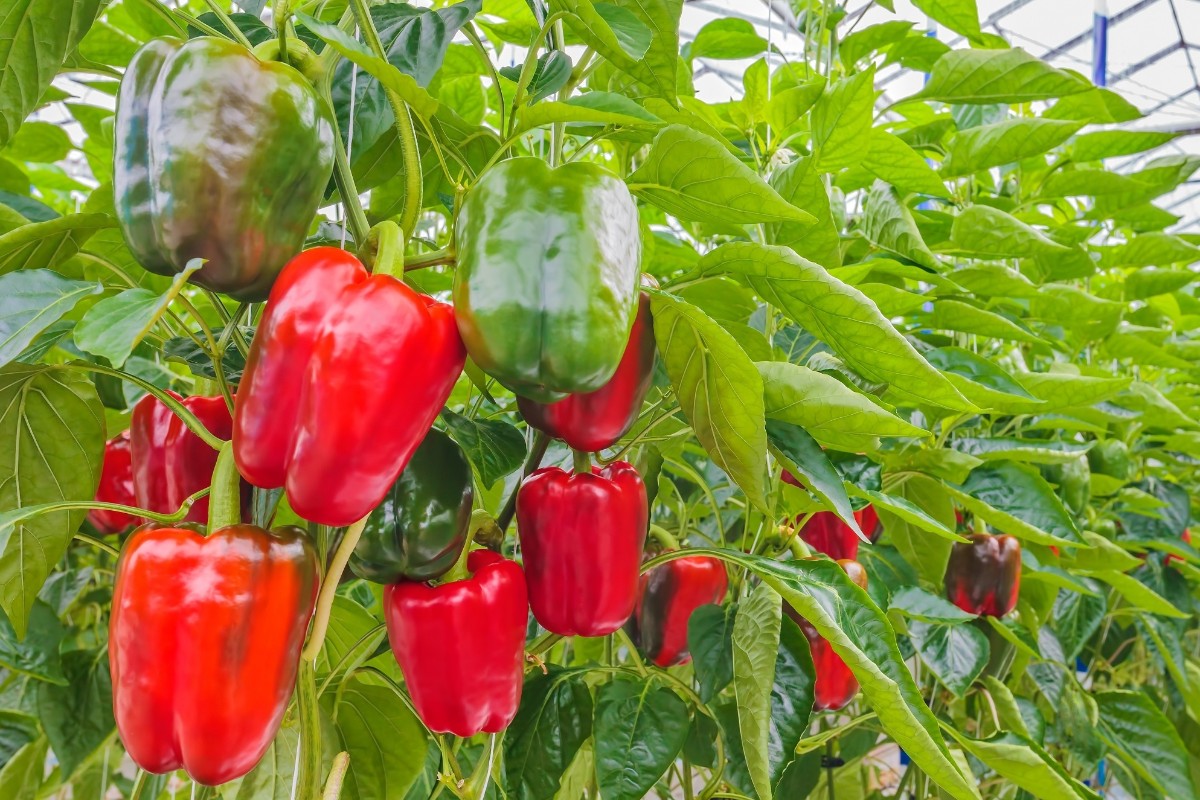 Marruecos celebra que España le compre el 95% de los pimientos que necesita: más de 79 millones de kilos