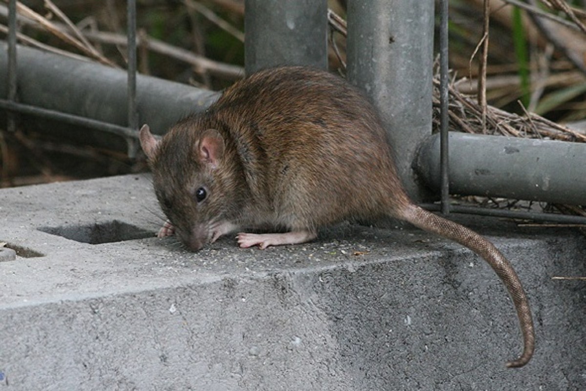 Vecinos de Leganés denuncian que una plaga de ratas ha llenado las calles: «Cada vez son más, y más grandes»