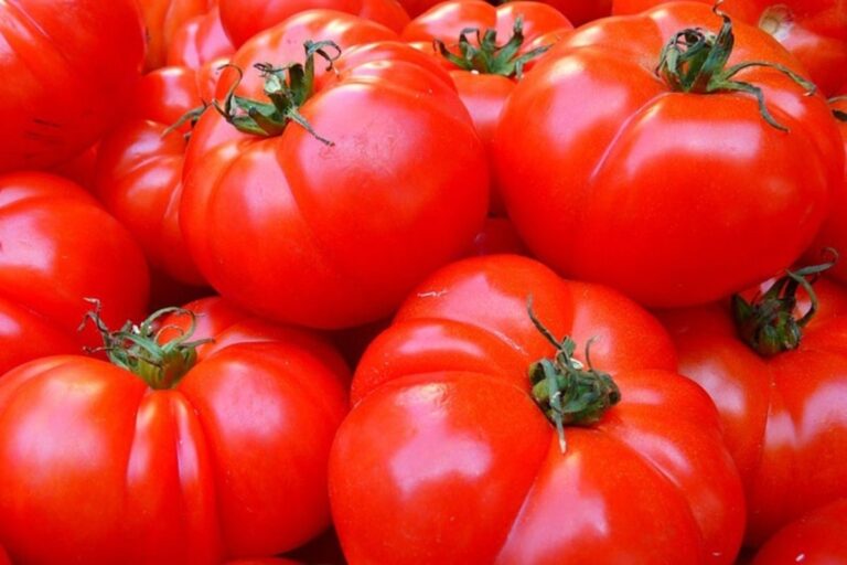 Sigue la «invasión» del tomate marroquí: un 56% más mientras los agricultores españoles pierden 24.000 empleos