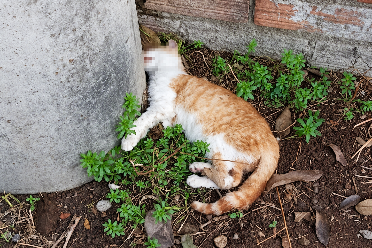Un juez de Ceuta pide a la Policía que enumere los gatos asesinados y heridos tras la invasión por constituir un delito contra los animales