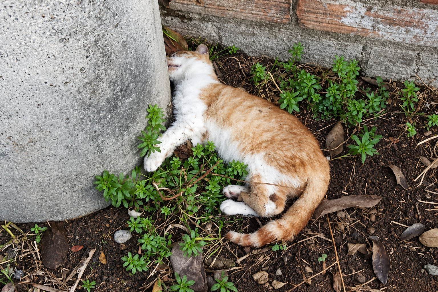 Limpiadoras de Ceuta desvelan que los inmigrantes ilegales están partiendo gatos por la mitad y desmembrándolos «por diversión»