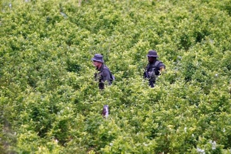 El Gobierno de Colombia redobla su lucha antidrogas y autoriza un plan de fumigación aérea en cultivos ilícitos