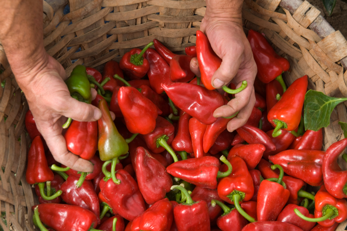 España dispara un 19% las compras de pimiento marroquí mientras los agricultores nacionales lo destinan al ganado