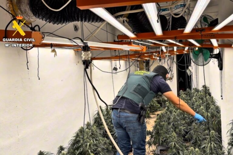Macrooperación contra la droga en Granada: la Guardia Civil lleva a cabo 40 registros y encuentra más de 13.000 plantas de marihuana en un solo día