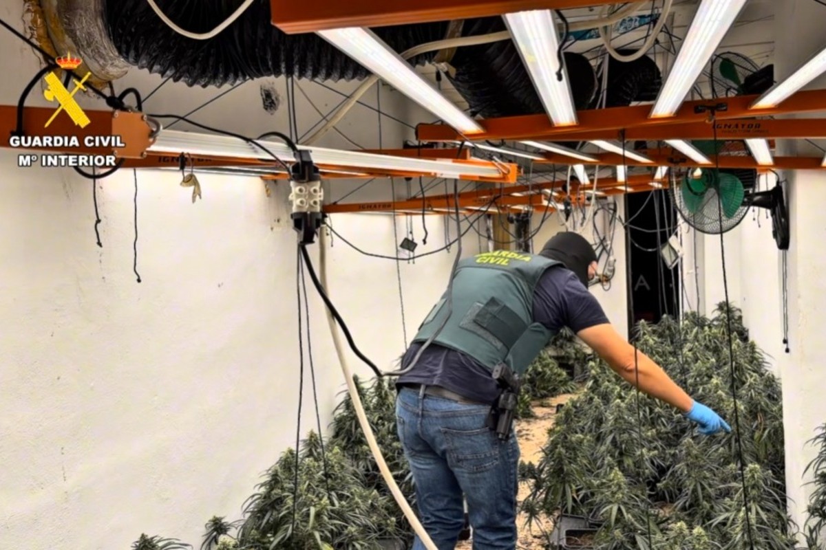 Macrooperación contra la droga en Granada: la Guardia Civil lleva a cabo 40 registros y encuentra más de 13.000 plantas de marihuana en un solo día