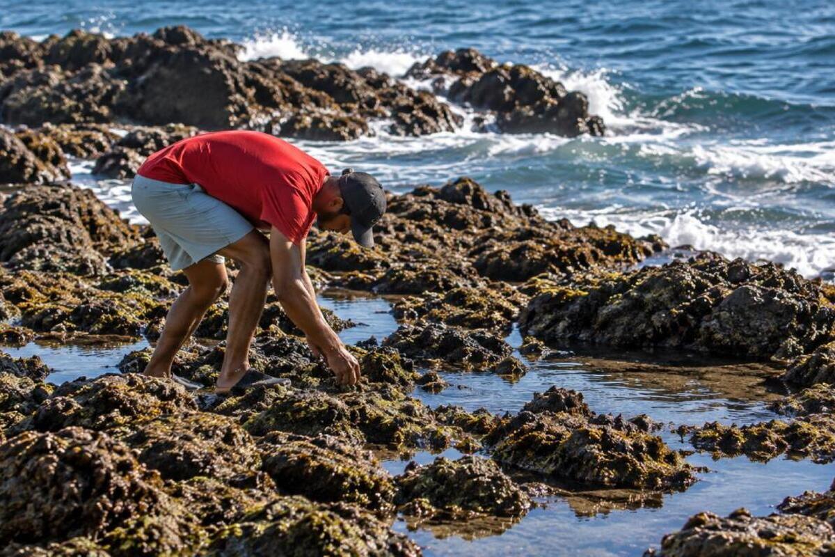 La realidad «antianimalista» de Ceuta: la gestora de una colonia de gatos denuncia que están desapareciendo ante la violencia, el «hambre» y la diversión de los invasores