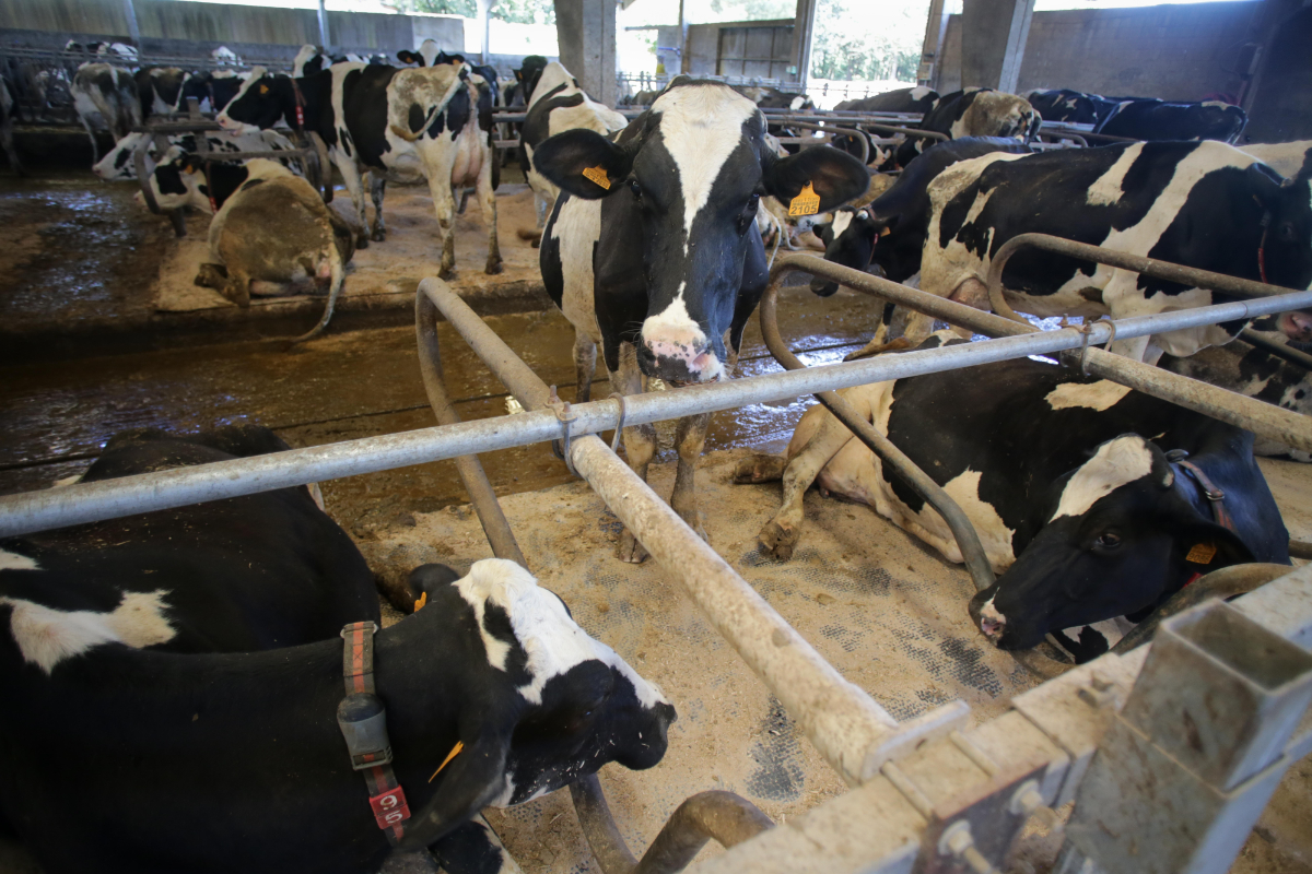 Las hijas de Zapatero recurren a un vídeo de una granja de vacas con tecnología de Huawei para justificar los trabajos de su agencia ante el juez