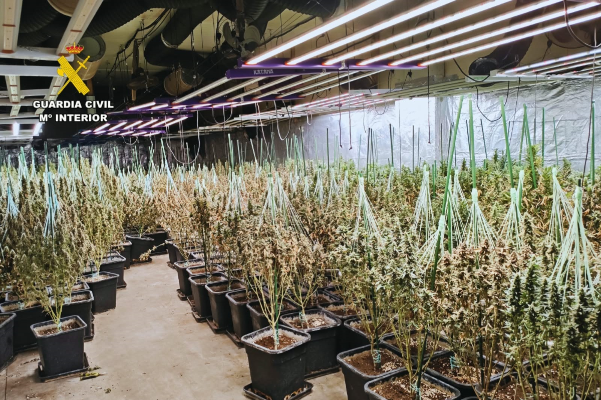 Cuatro albaneses, a prisión tras descubrirse una plantación de marihuana con 220 kilos de droga en Huesca
