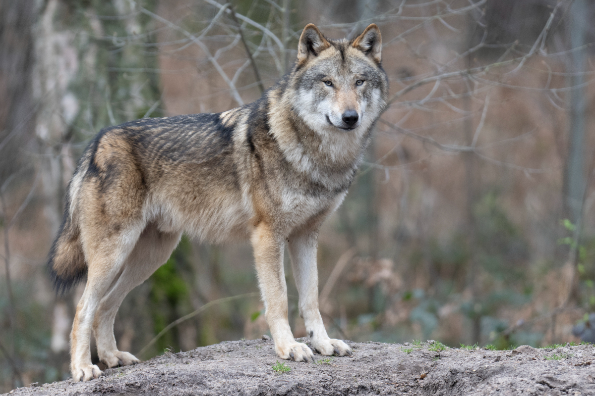 Los ganaderos de Ávila denuncian una semana de ataques de lobos: «Tienen buffet libre»